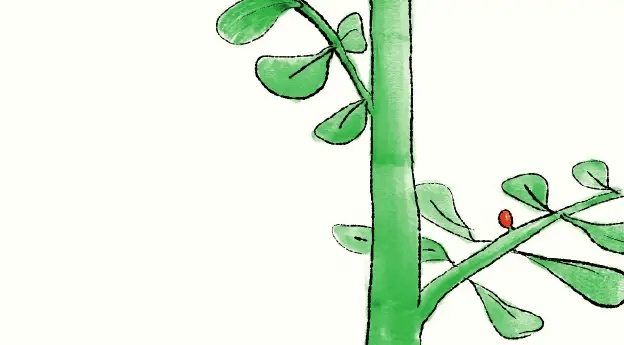 Daumenkino Metamorphose von Bärenpresse