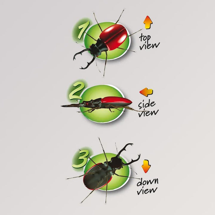 Crazy Bug Viewer von Crazy Three - 3-Wege-Becherlupe für Kinder zum Untersuchen von Insekten