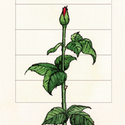 Ziehkarte - Rose von Bärenpresse