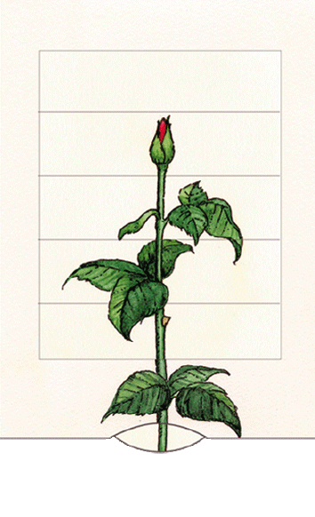 Ziehkarte - Rose von Bärenpresse