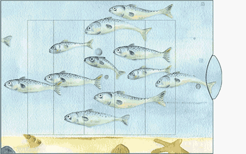 Ziehkarte Fischdose von Bärenpresse - Lebende Karte mit Sardinen