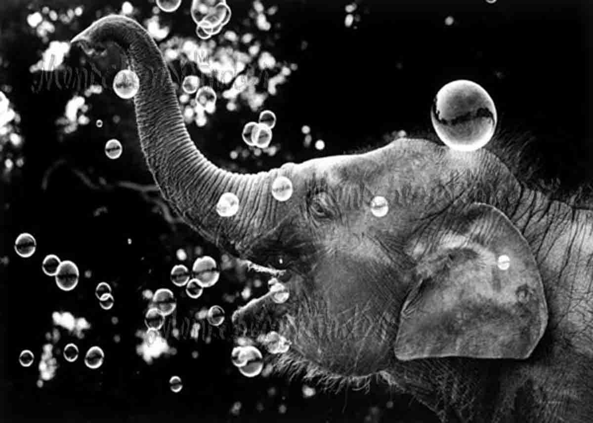 Postkarte - Seifenblasen - Elefant von Discordia