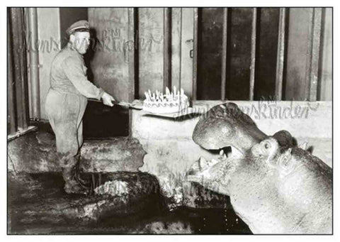 Postkarte - Hippo Celebrating his birthday von Gutrath