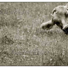 Postkarte - Muuuh! von Gutrath