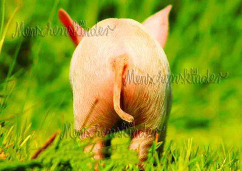 Postkarte - Schweinchenglück von Gutrath