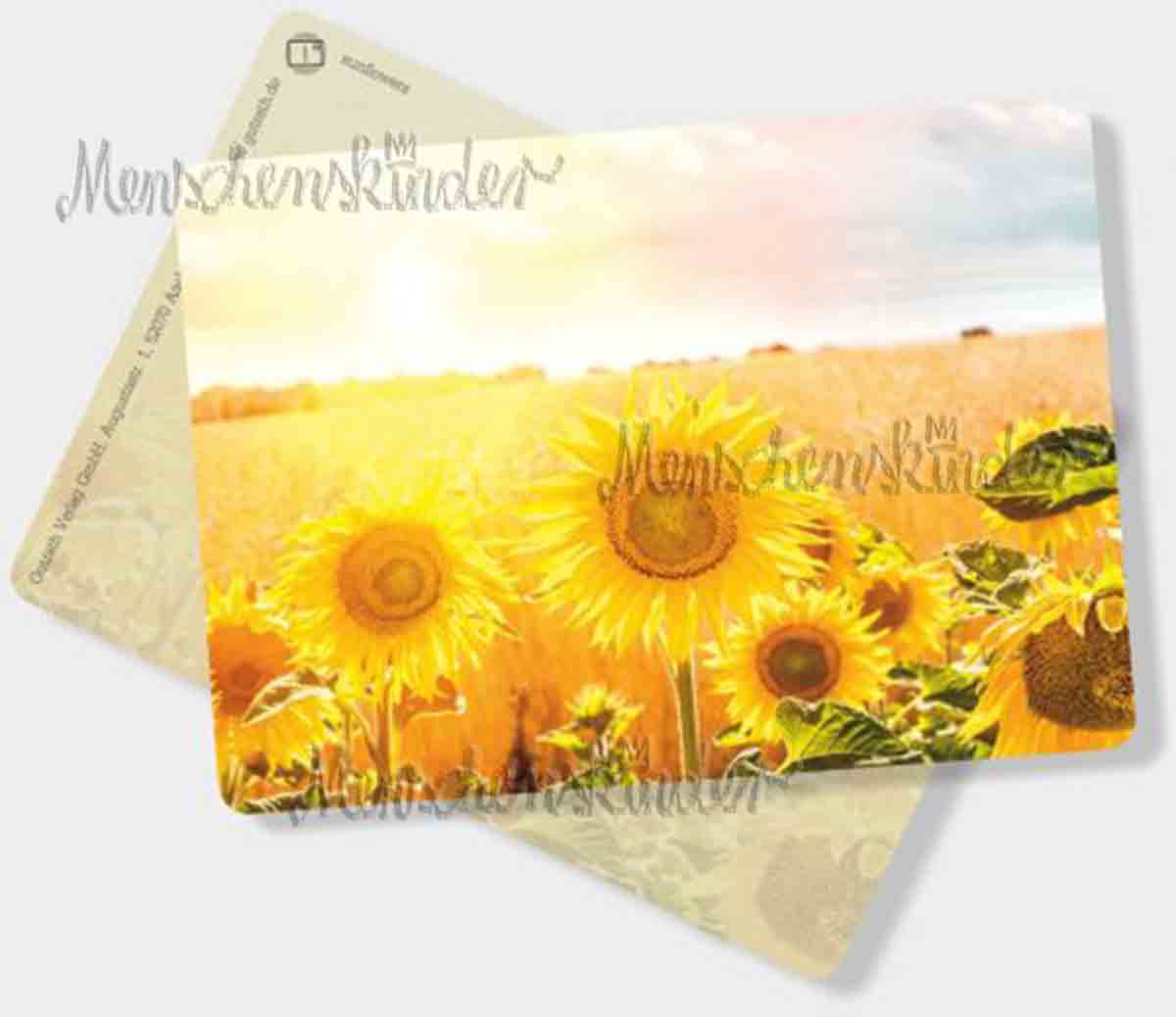 Postkarte - Sonnenblumen von Gutrath