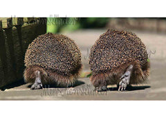 Postkarte - Igel "Doppelgänger", XXL Karte von Modern Times