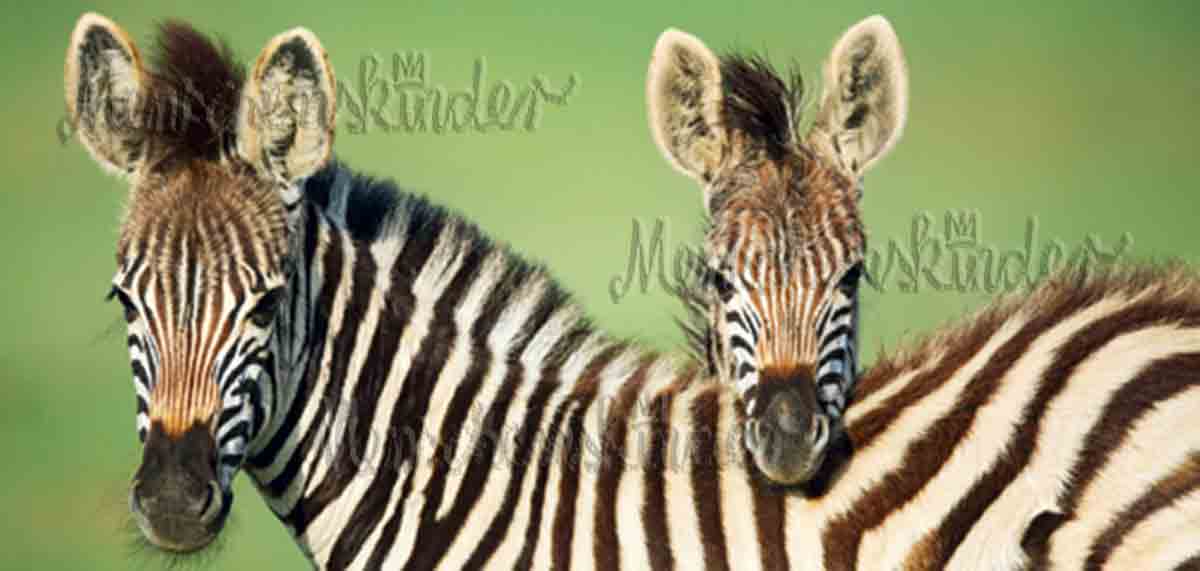 Postkarte - Zebras, XXL Karte von Modern Times