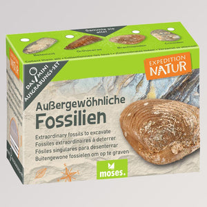 Faszinierende Ausgrabungssets - Außergewöhnliche Fossilien von Moses