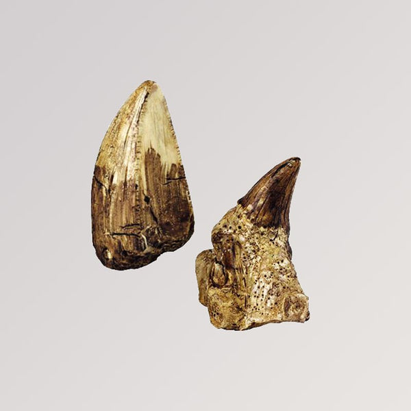 Expedition Natur - Mini-Ausgrabungsset Faszinierende Zähne von Moses