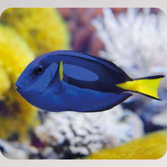 Kleine Diashow Meerestiere von Moses