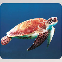 Kleine Diashow Meerestiere von Moses