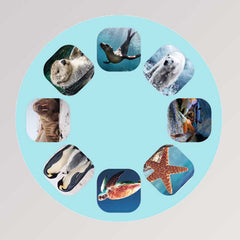 Kleine Diashow Meerestiere von Moses