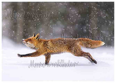Postkarte - Tanzender Fuchs von Rannenberg