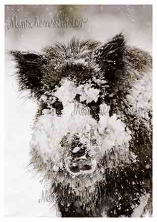 Postkarte - Wildschwein im Schnee von Rannenberg
